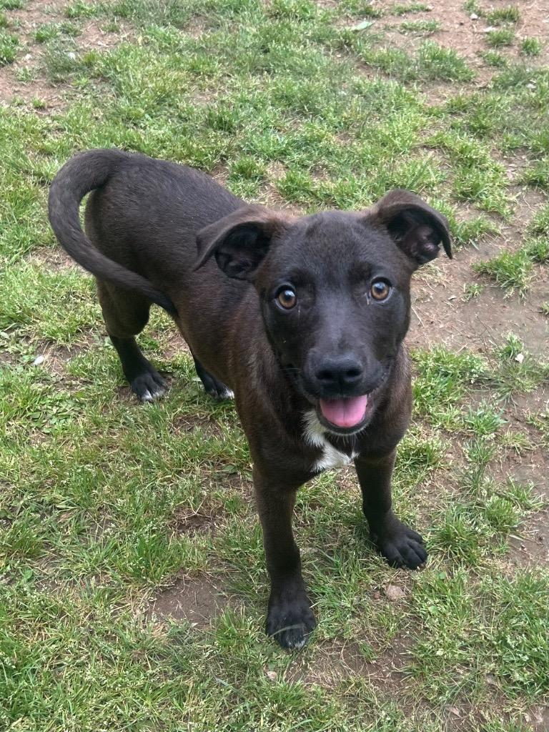 Jackie, Adoptable, Puppy Female Hound.