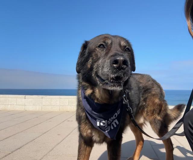 Vandido, Adoptable, Senior Male German Shepherd Dog.