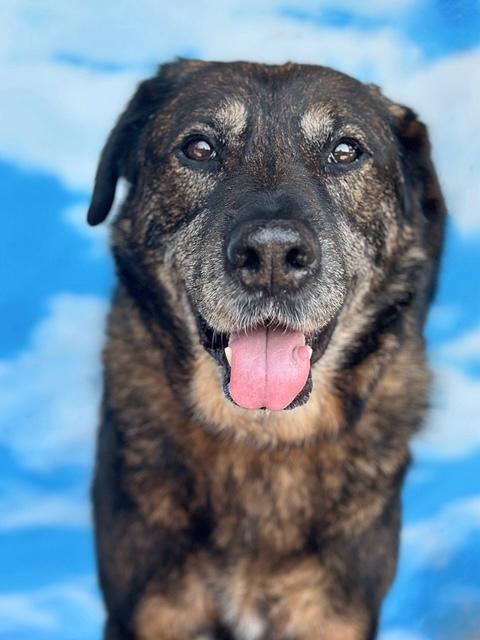 Vandido, a Adoptable mixed breed in Rancho Palos Verdes, CA image 2/6