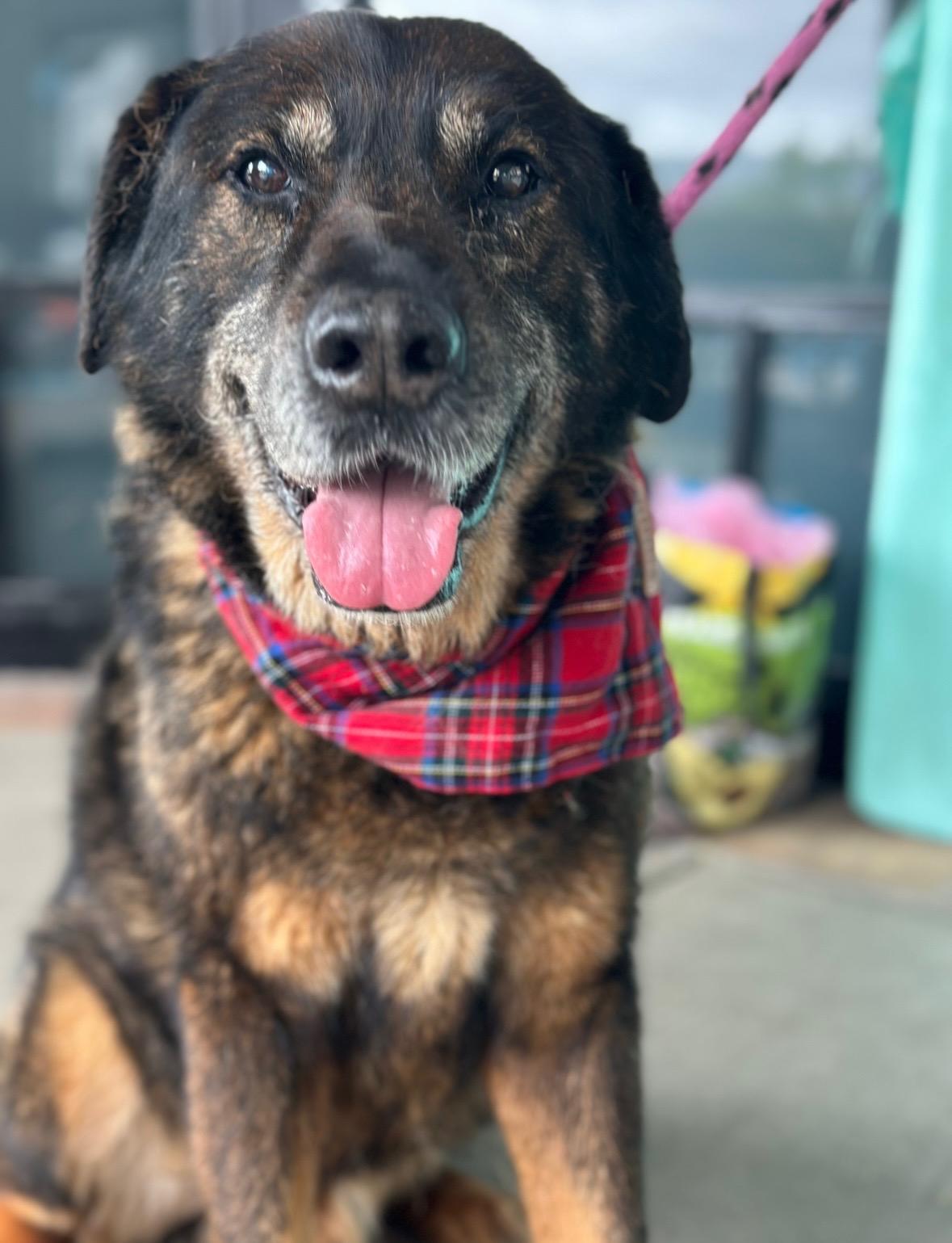 Vandido, a Adoptable mixed breed in Rancho Palos Verdes, CA image 3/6