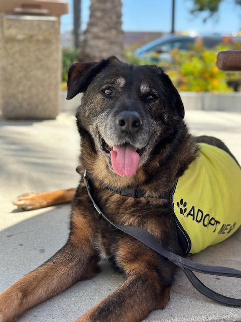 Vandido, a Adoptable mixed breed in Rancho Palos Verdes, CA image 4/6