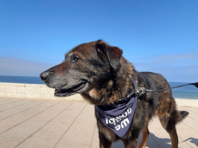 Vandido, a Adoptable mixed breed in Rancho Palos Verdes, CA image 5/6