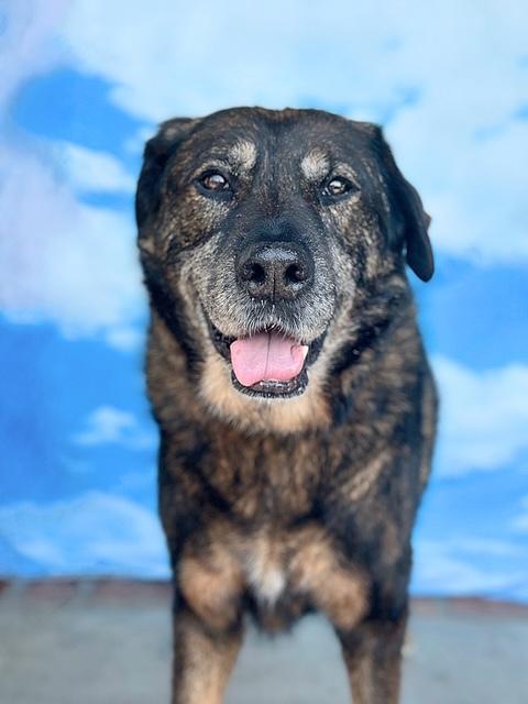 Vandido, a Adoptable mixed breed in Rancho Palos Verdes, CA image 6/6