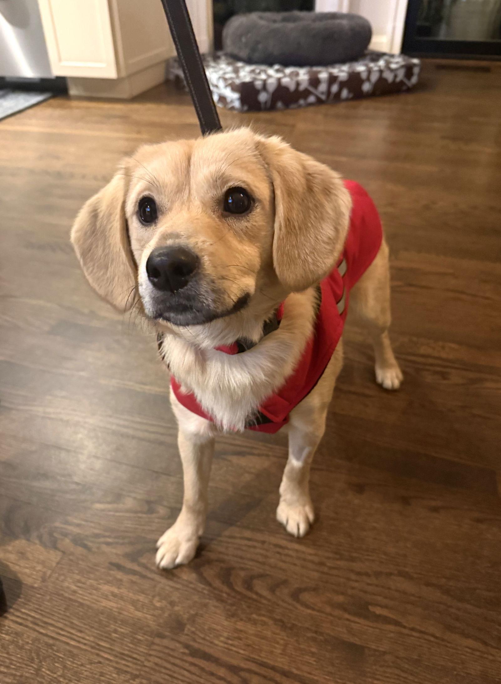 Cenizo, a Adoptable Beagle in Arlington, VA image 1/3