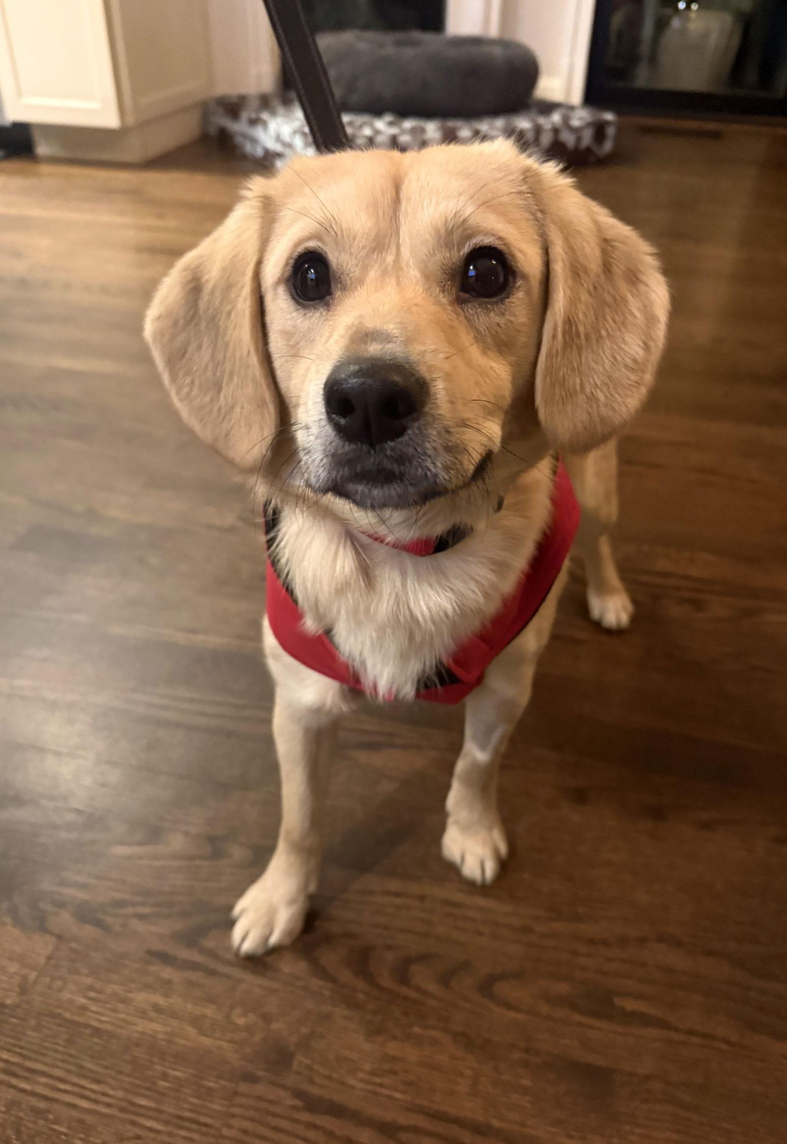 Cenizo, a Adoptable Beagle in Arlington, VA image 2/3