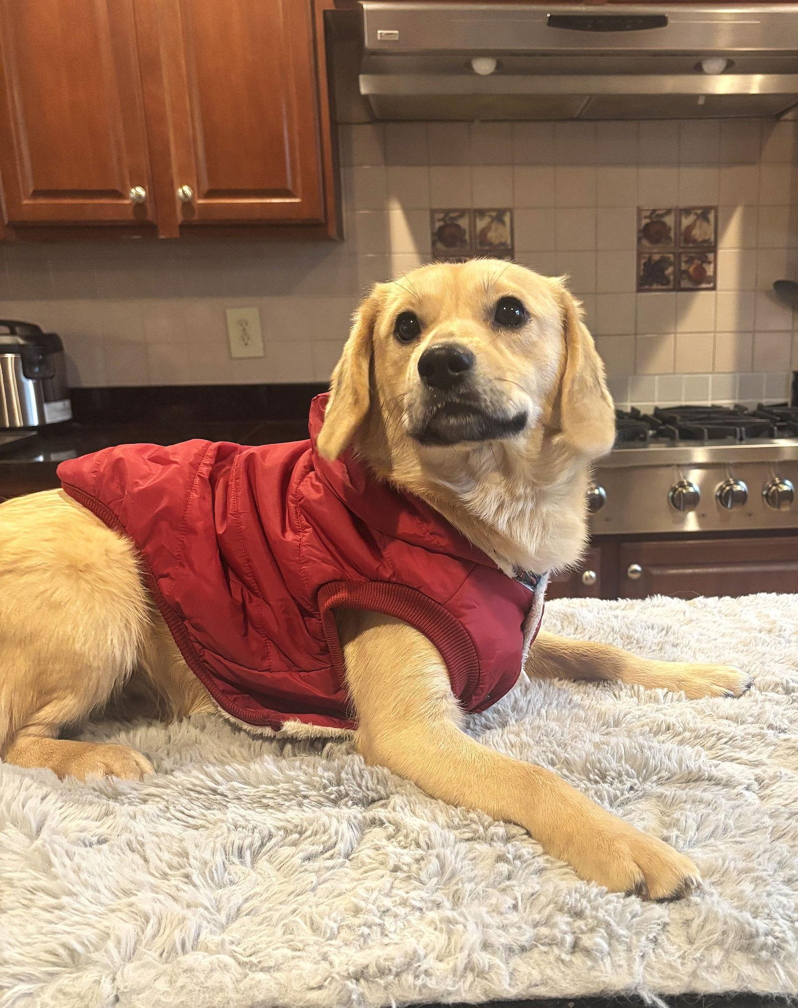 Cenizo, a Adoptable Beagle in Arlington, VA image 3/3