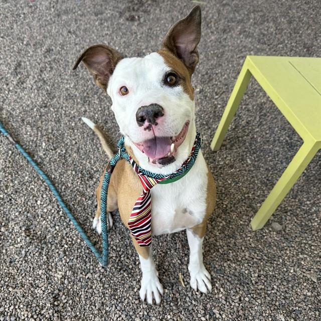 Enlarge TACO, a Adoptable mixed breed in Mesa, AZ image 1/1