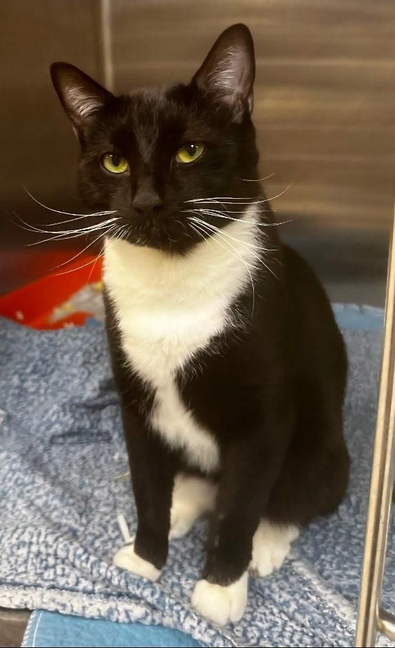Enlarge Sumo (Summer), a ADOPTABLE Tuxedo in Flushing, NY image 1/5
