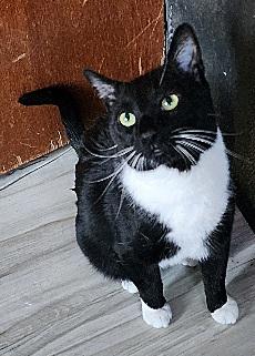 Enlarge Sumo (Summer), a ADOPTABLE Tuxedo in Flushing, NY image 3/5