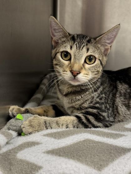 Spirit, a Adoptable mixed breed in Tinley Park, IL image 1/3