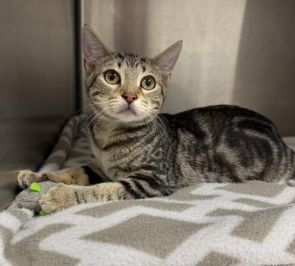 Spirit, a Adoptable mixed breed in Tinley Park, IL image 3/3