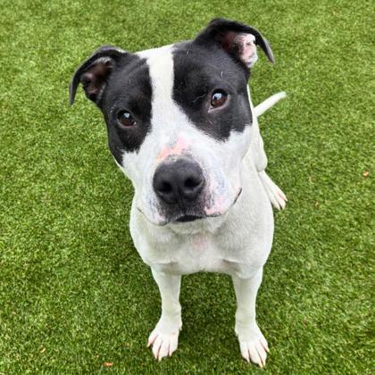 Enlarge Gouda, a Adoptable mixed breed in Gastonia, NC image 1/3