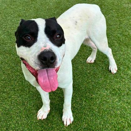 Enlarge Gouda, a Adoptable mixed breed in Gastonia, NC image 2/3