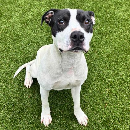 Enlarge Gouda, a Adoptable mixed breed in Gastonia, NC image 3/3