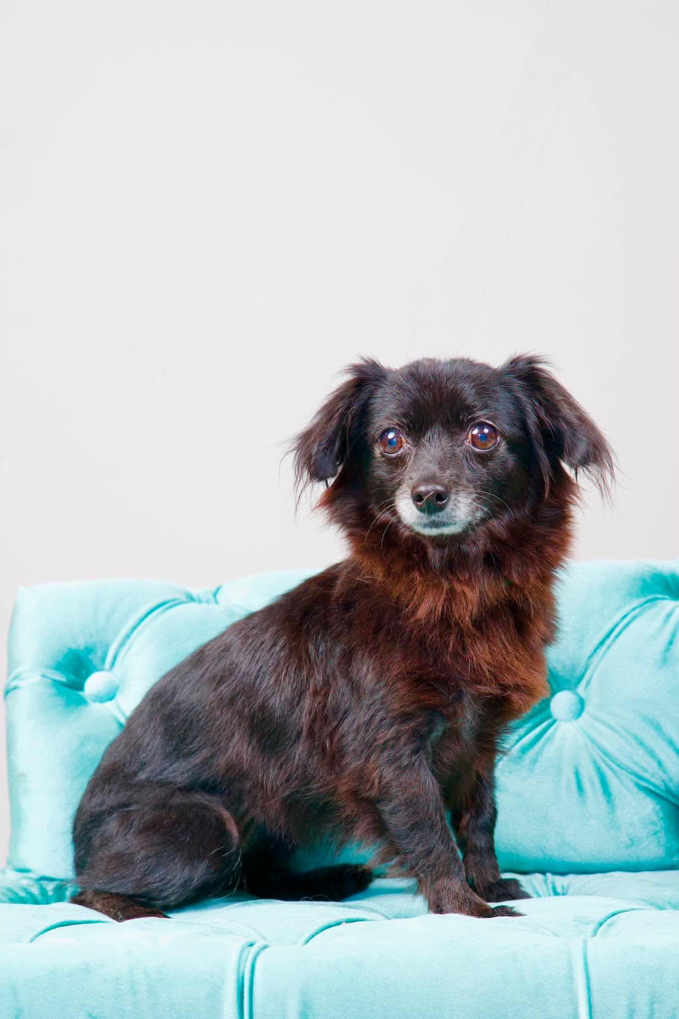 Stacy, a ADOPTABLE mixed breed in Green Bay, WI image 2/2