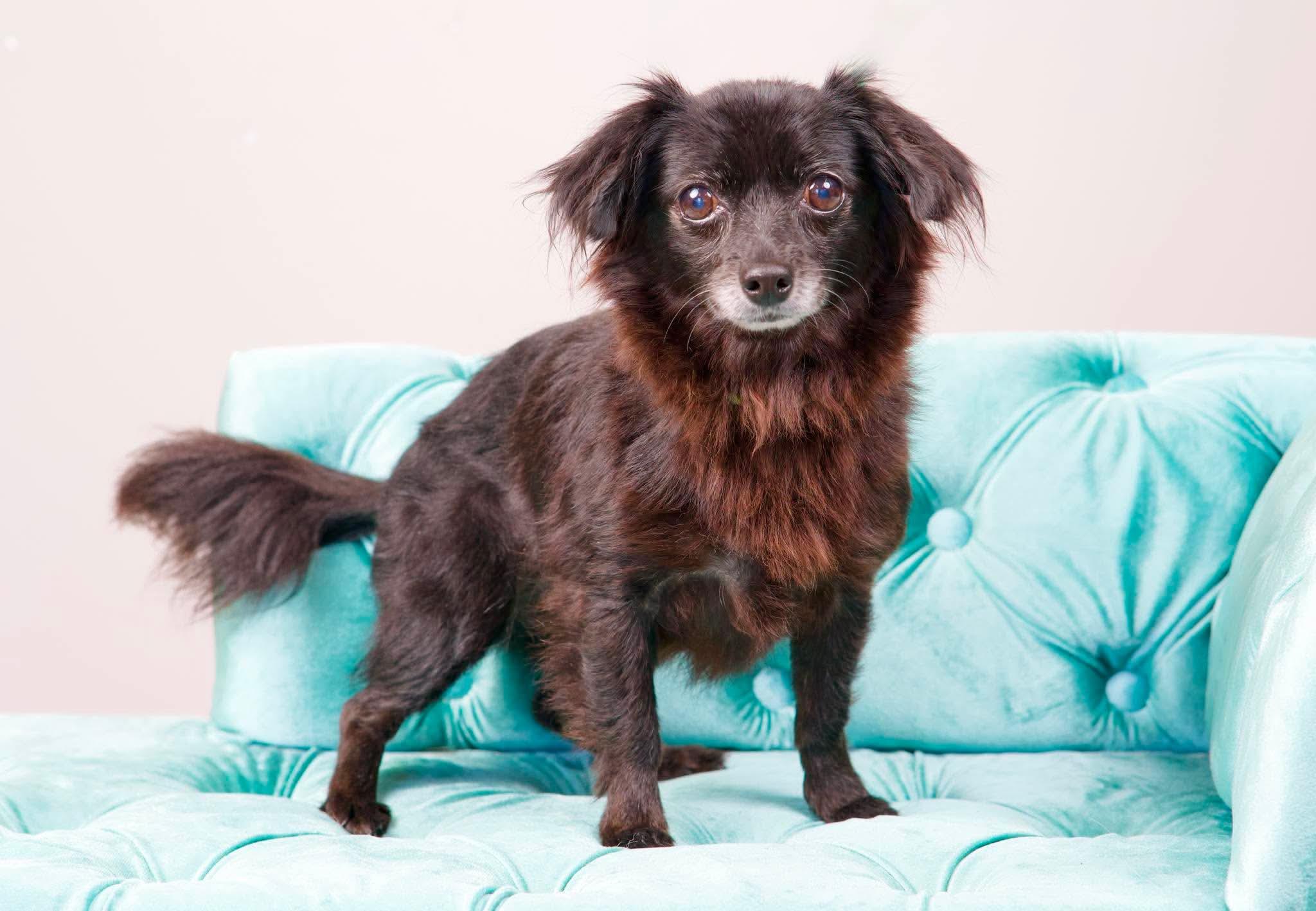 Stacy, ADOPTABLE, Senior Female Chihuahua.