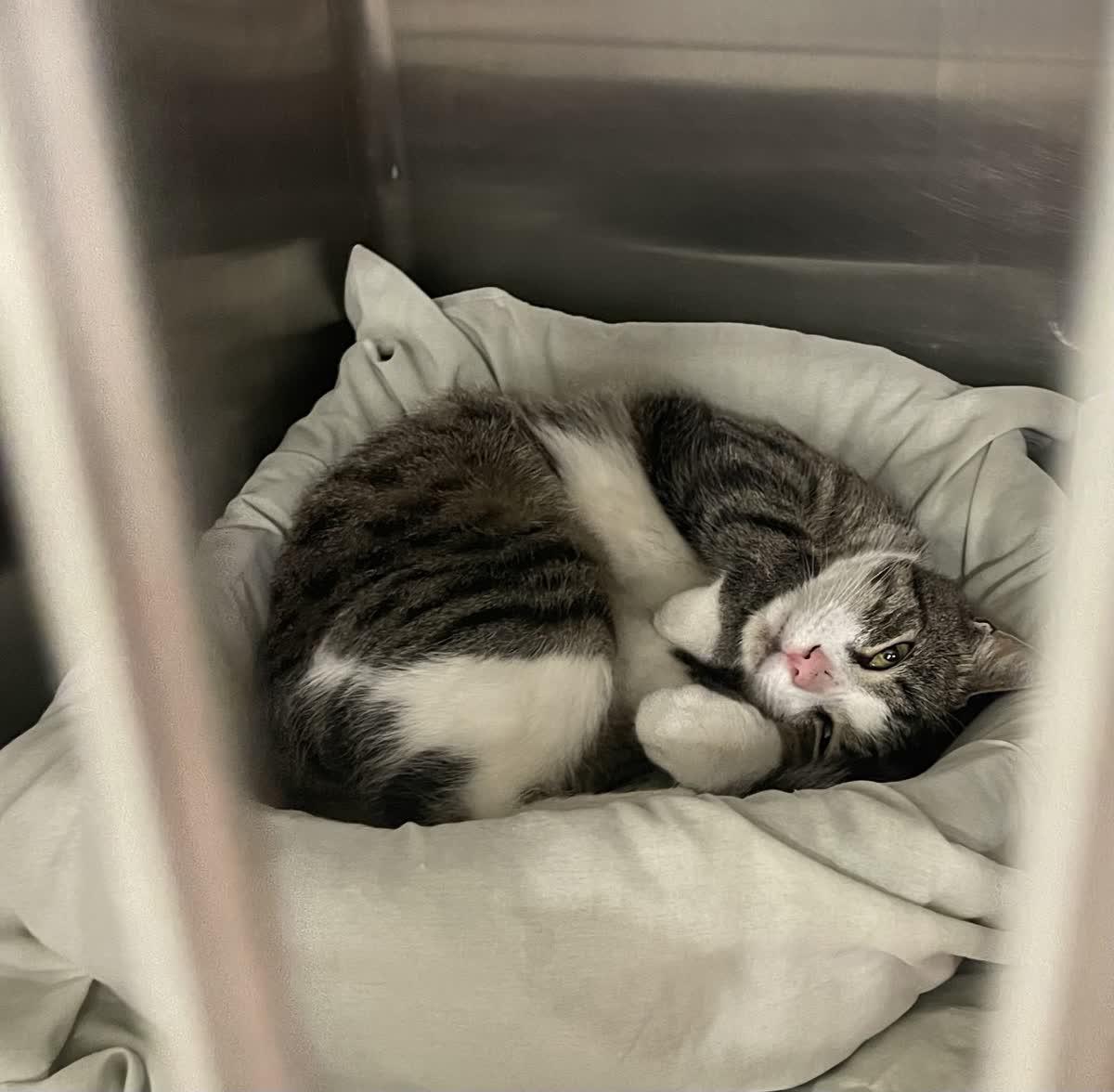 Enlarge Roger, an adopted Domestic Short Hair in Philadelphia, PA image 2/2