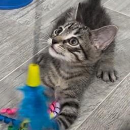 Horatio, an adopted mixed breed in Bolingbrook, IL image 3/3