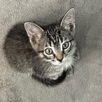 Horatio, an adopted mixed breed in Bolingbrook, IL image 2/3