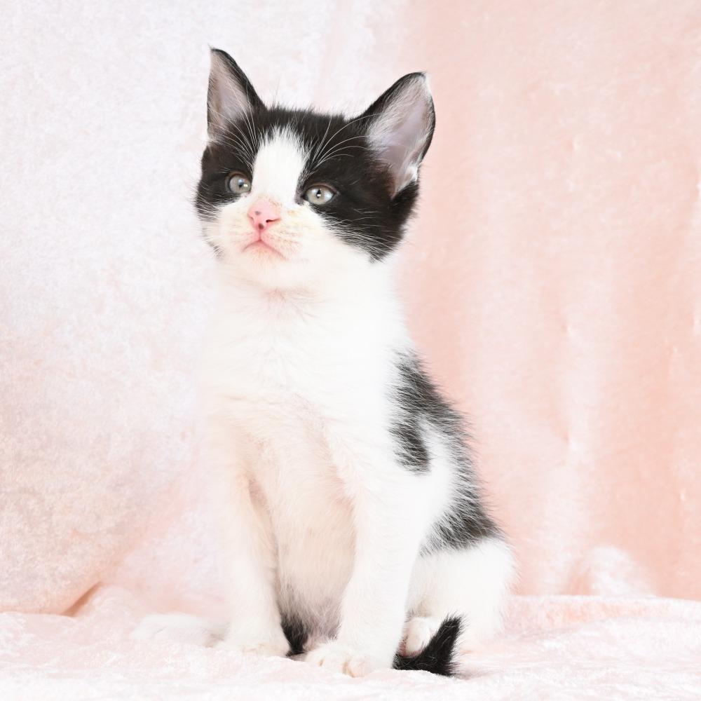 Archie, Adoptable, Kitten Male Domestic Medium Hair.