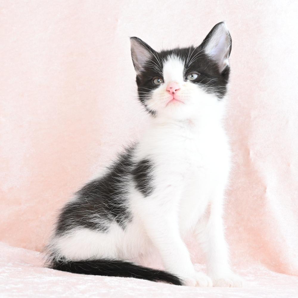Archie, a Adoptable Domestic Medium Hair in Mobile, AL image 2/6
