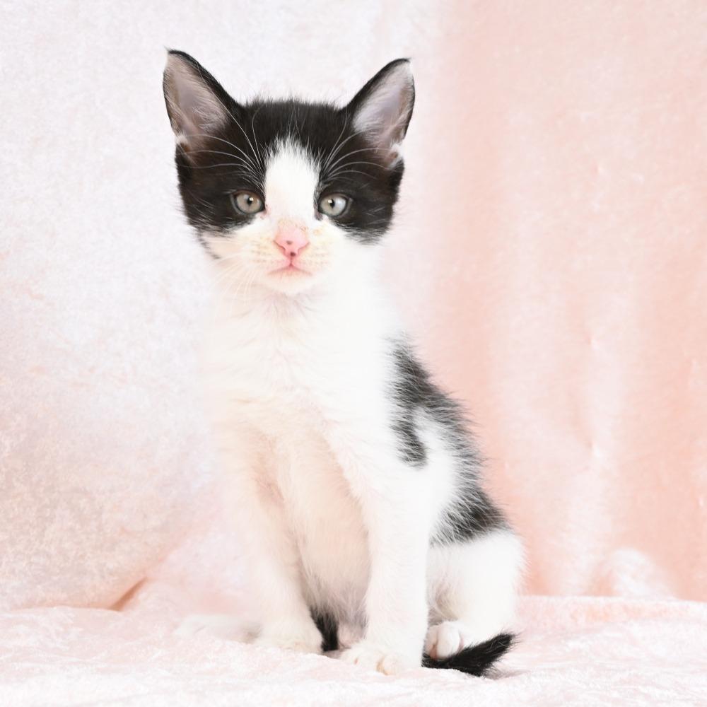 Archie, a Adoptable Domestic Medium Hair in Mobile, AL image 3/6
