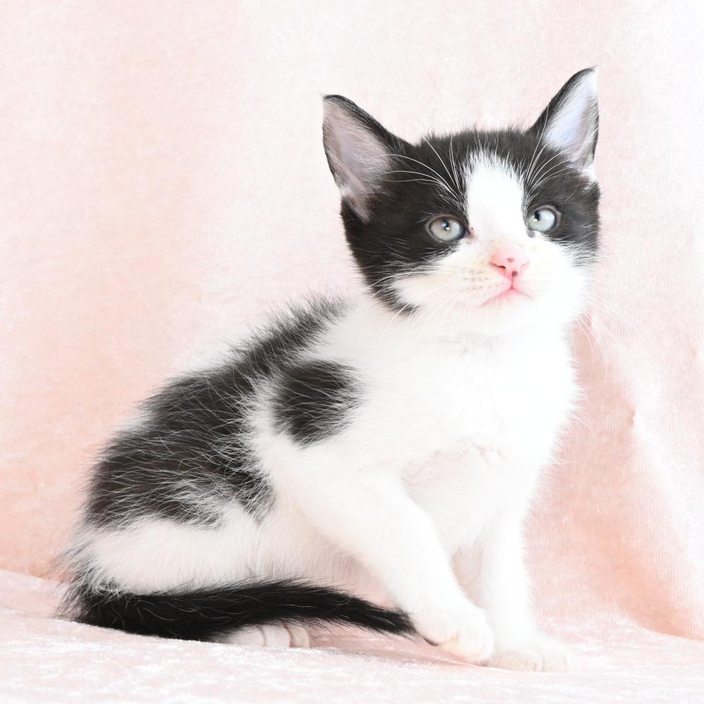 Archie, a Adoptable Domestic Medium Hair in Mobile, AL image 4/6