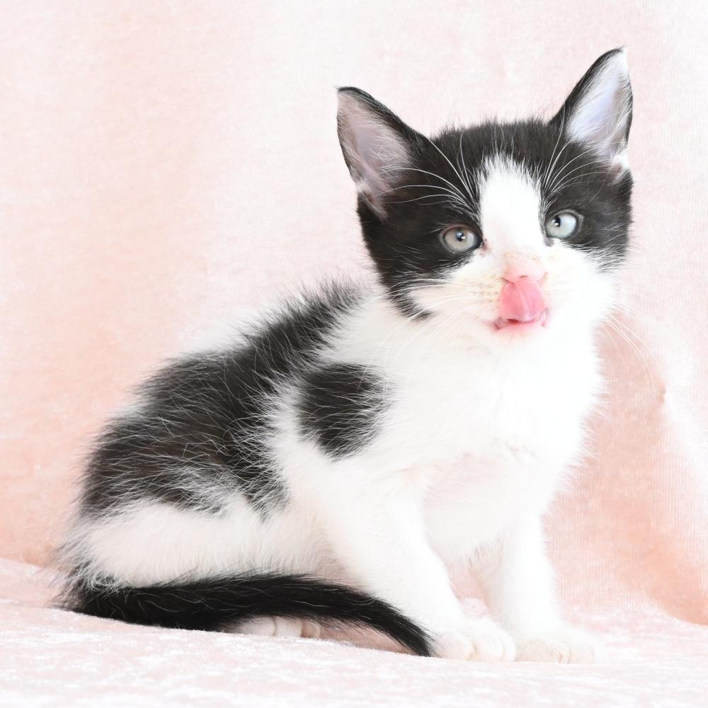 Archie, Adoptable, Kitten Male Domestic Medium Hair.