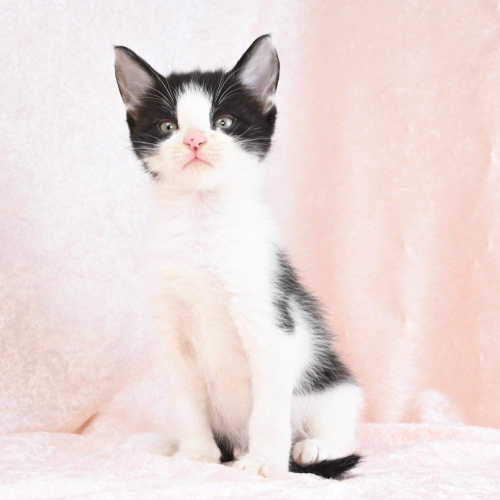 Archie, a Adoptable Domestic Medium Hair in Mobile, AL image 6/6