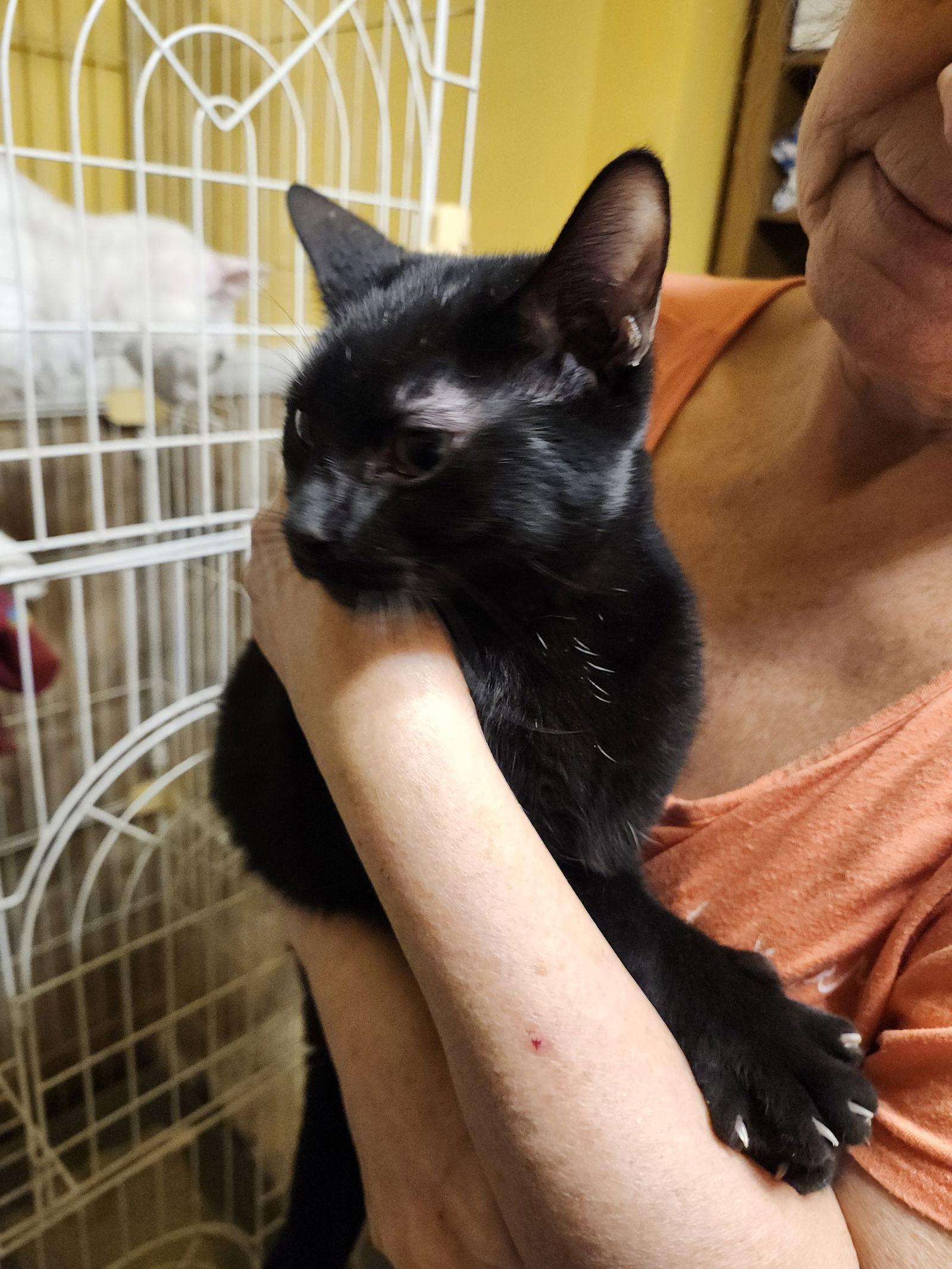 Enlarge West, a Adopted American Shorthair in Hartselle, AL image 1/2