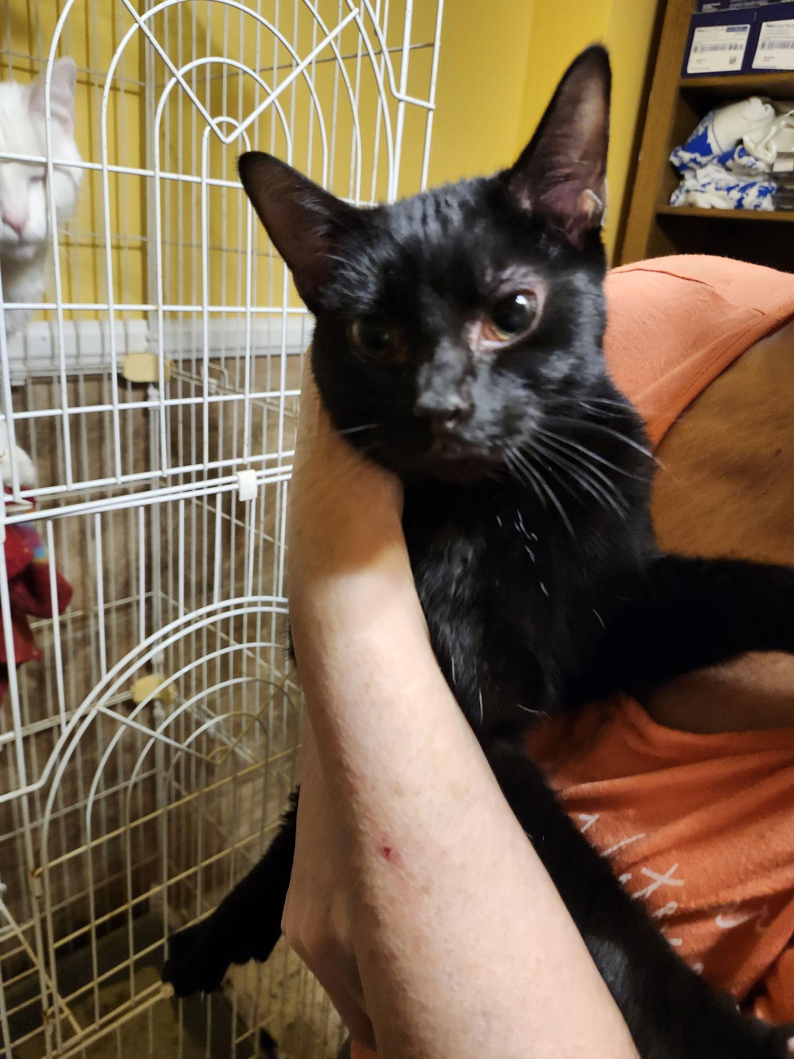 Enlarge West, a Adopted American Shorthair in Hartselle, AL image 2/2