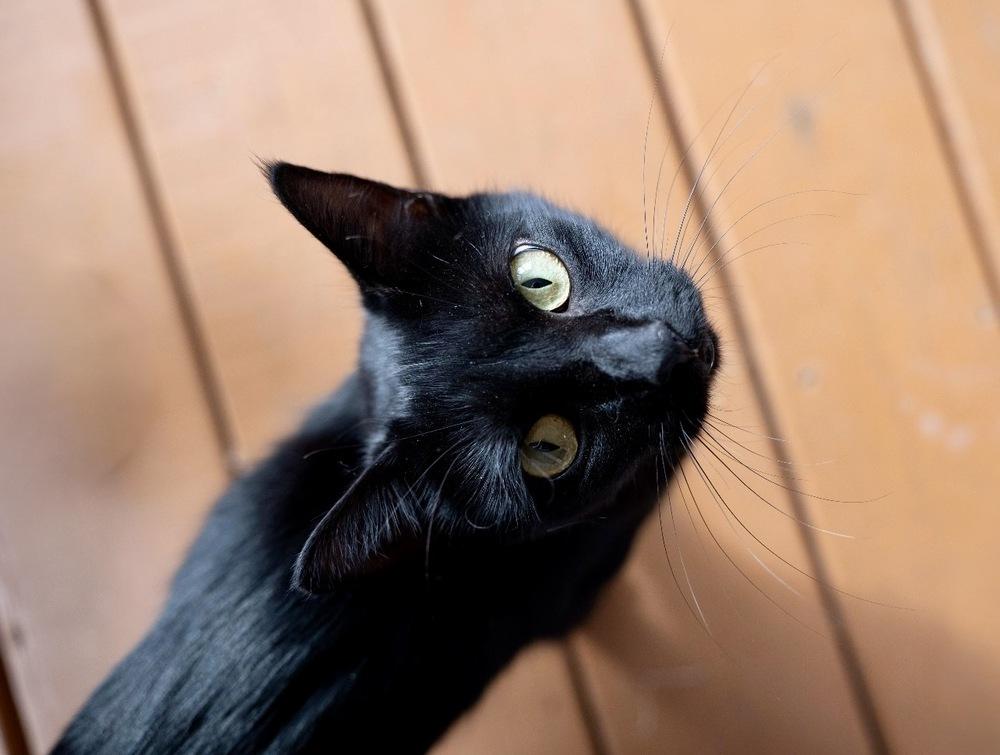 Poppy, Adoptable, Adult Female Domestic Short Hair.