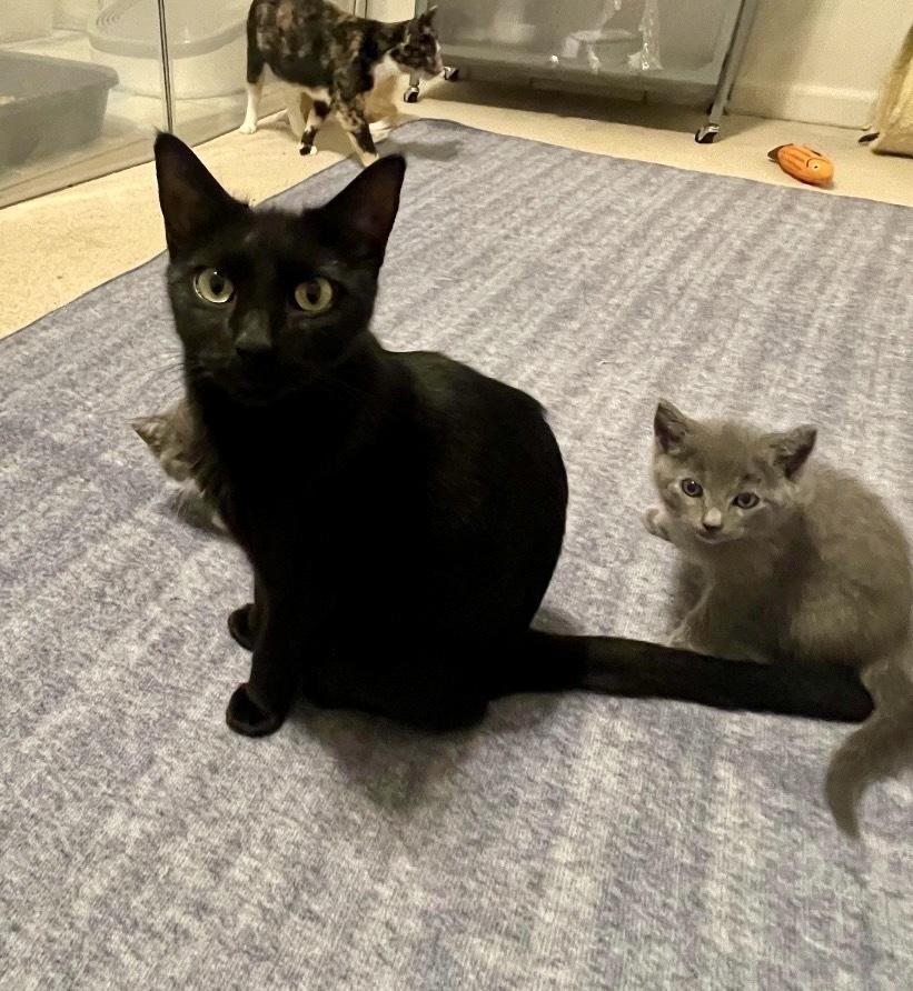 Enlarge Poppy, a Adoptable Domestic Short Hair in Lake Wylie, SC image 3/3