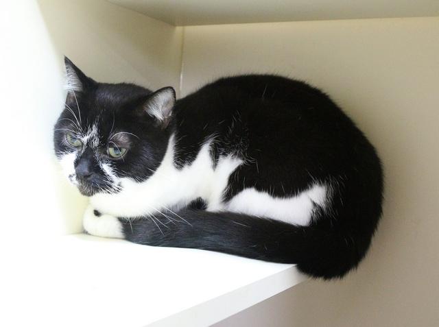 Enlarge Moo Shu, a Adoptable Domestic Short Hair in Portland, OR image 1/4