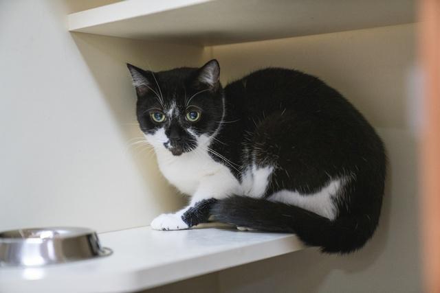 Enlarge Moo Shu, a Adoptable Domestic Short Hair in Portland, OR image 2/4
