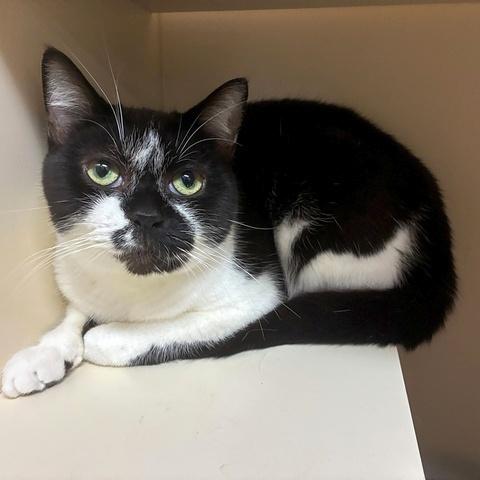 Enlarge Moo Shu, a Adoptable Domestic Short Hair in Portland, OR image 3/4