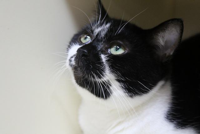 Enlarge Moo Shu, a Adoptable Domestic Short Hair in Portland, OR image 4/4