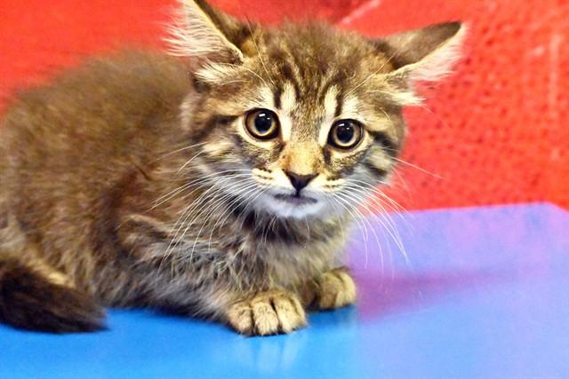 CHICKICHANGA, Adoptable, Kitten Female Domestic Short Hair.