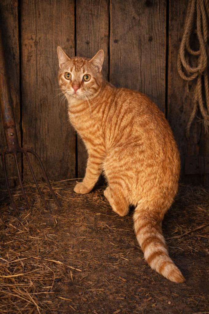 Simon, Adoptable, Adult Male Domestic Short Hair.