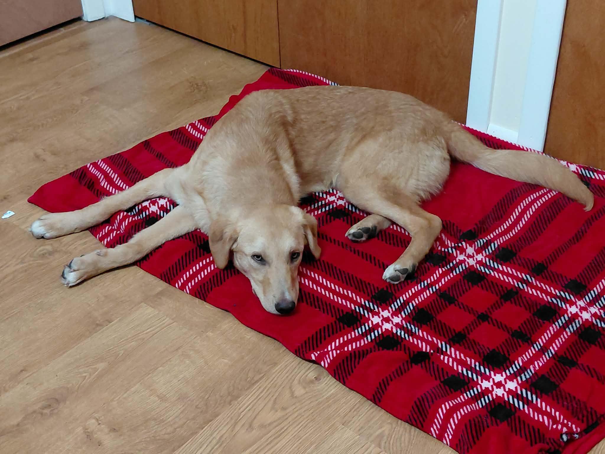 Rumi, a ADOPTABLE mixed breed in Palos Heights, IL image 4/5