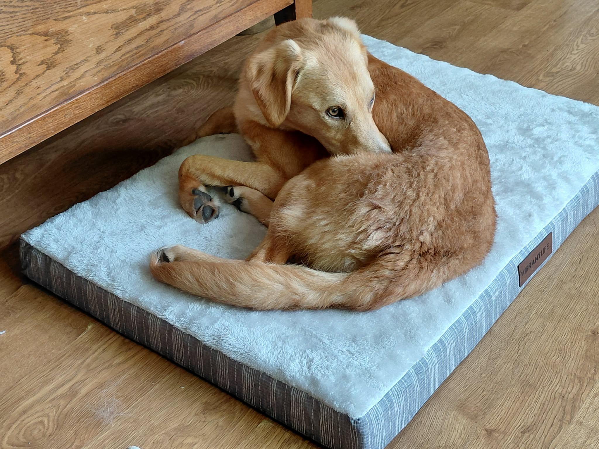 Rumi, a ADOPTABLE mixed breed in Palos Heights, IL image 2/5
