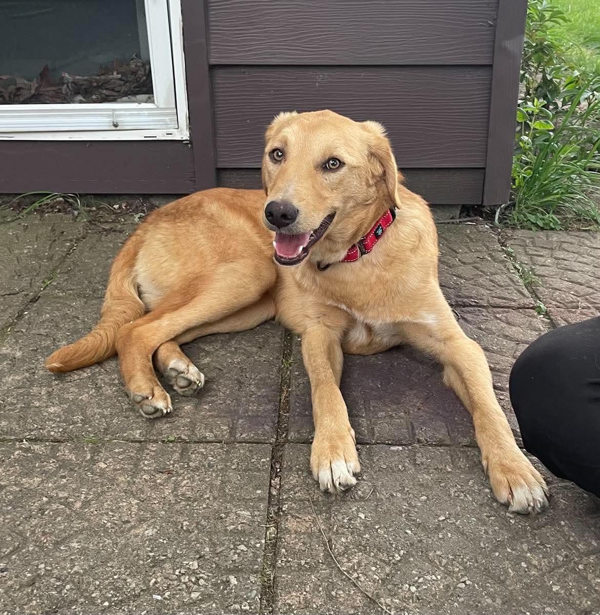 Rumi, a ADOPTABLE mixed breed in Palos Heights, IL image 5/5