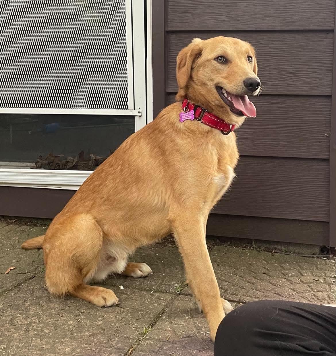 Rumi, ADOPTABLE, Puppy Male Retriever & Saluki.