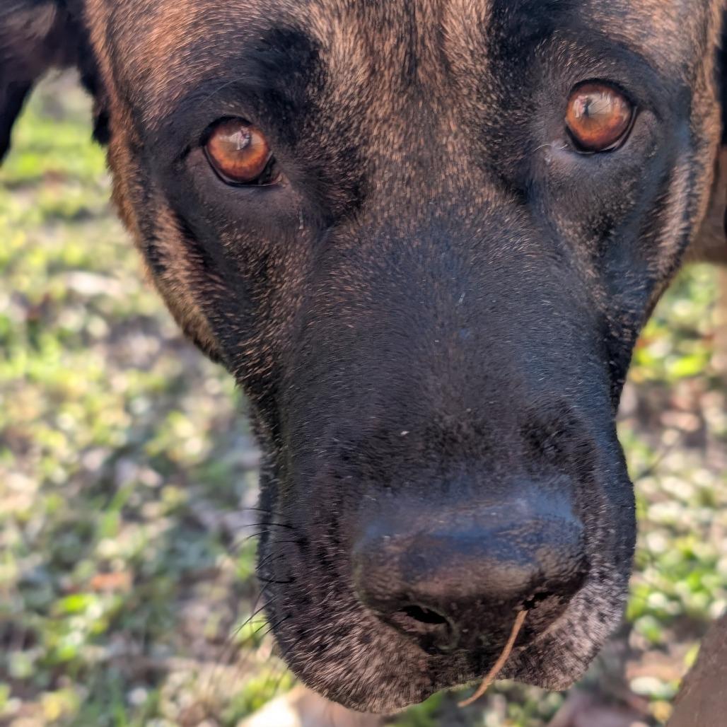 Mr.Rodgers 28301, Adoptable, Adult Male Mastiff & Black Mouth Cur.