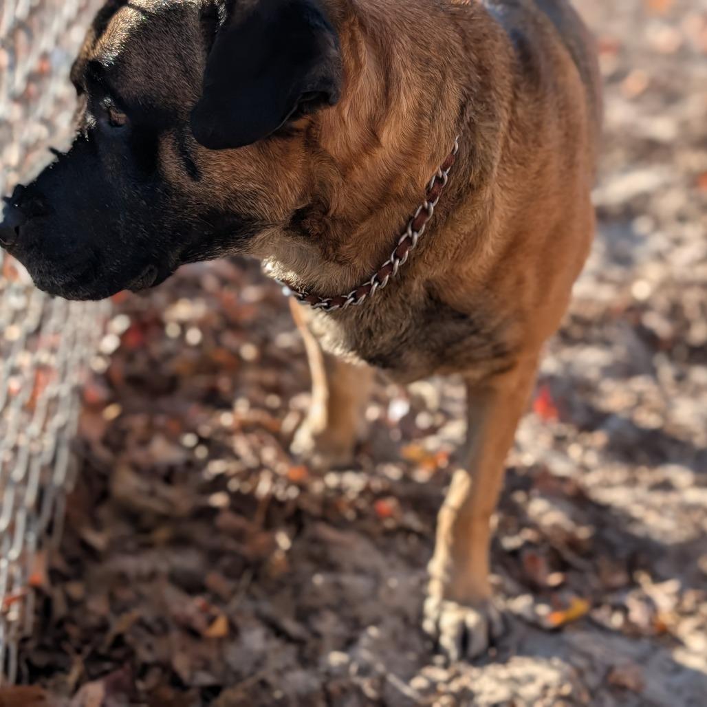 Enlarge Mr.Rodgers 28301, a Adoptable mixed breed in Middleburg, FL image 2/4