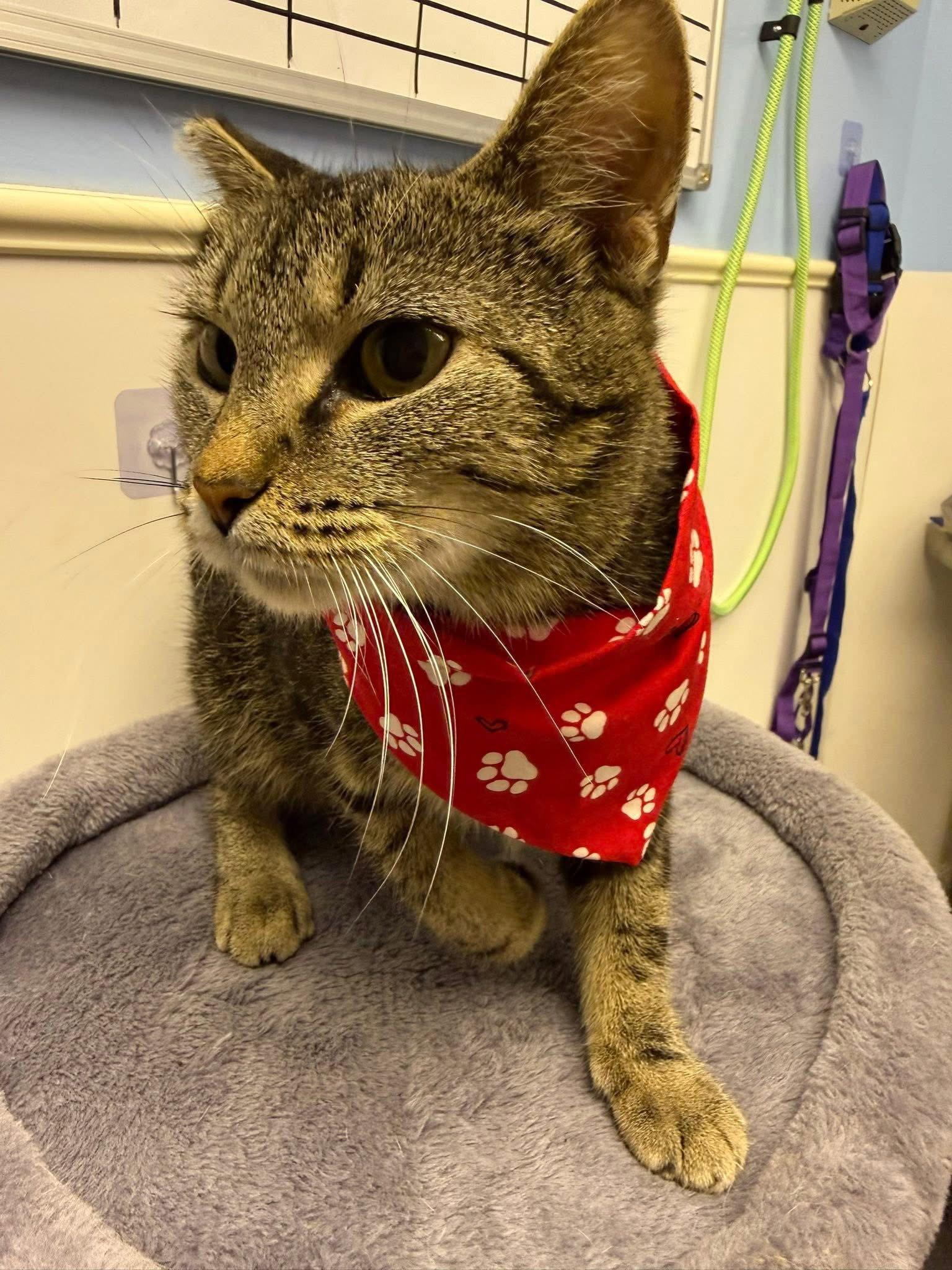 Selma, Adoptable, Adult Female Domestic Short Hair.