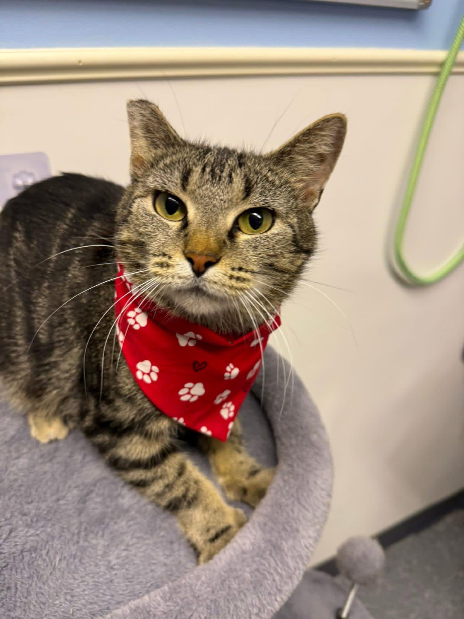 Selma, a Adoptable Domestic Short Hair in Steeleville, IL image 2/3