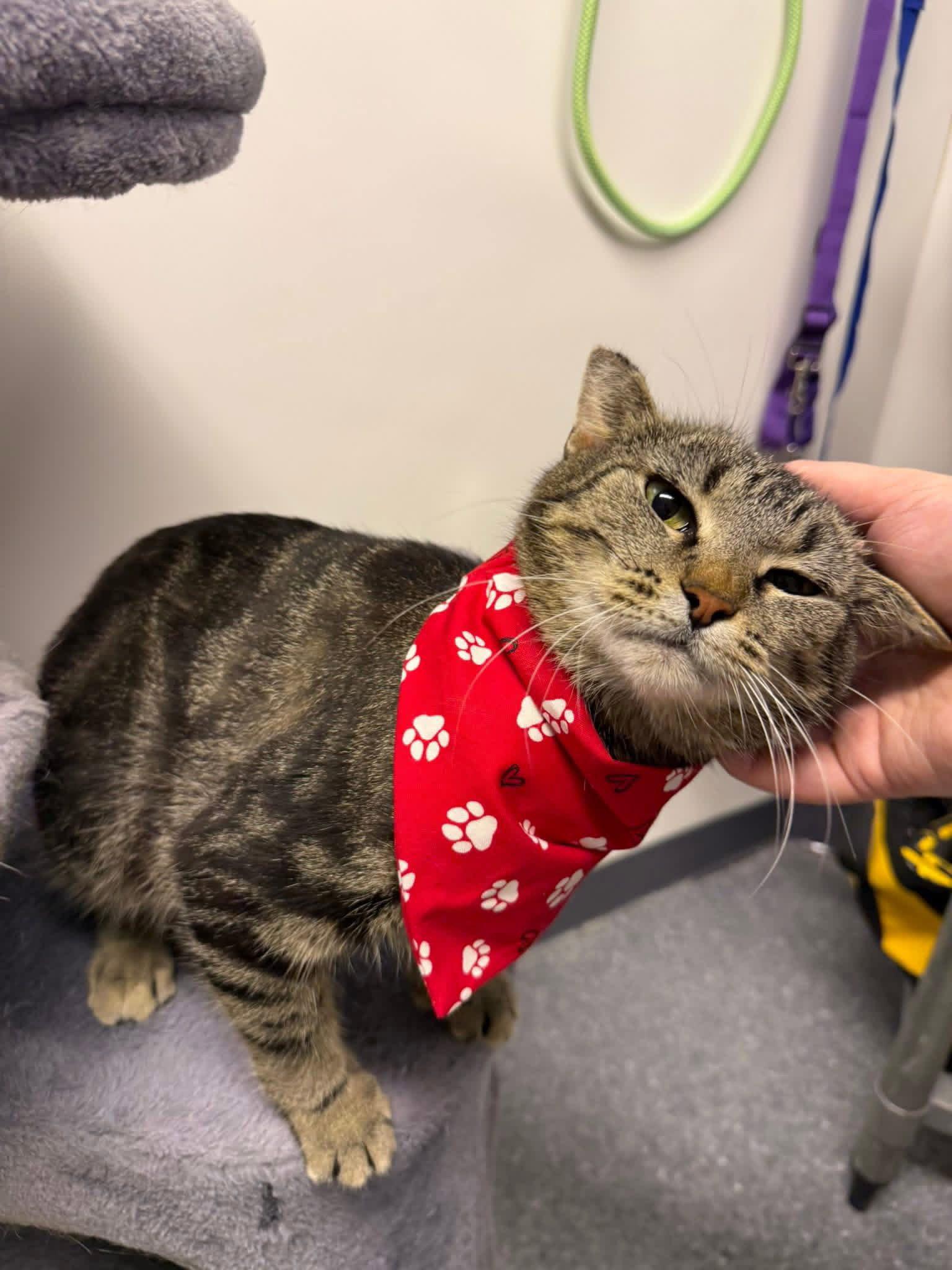 Selma, a Adoptable Domestic Short Hair in Steeleville, IL image 3/3