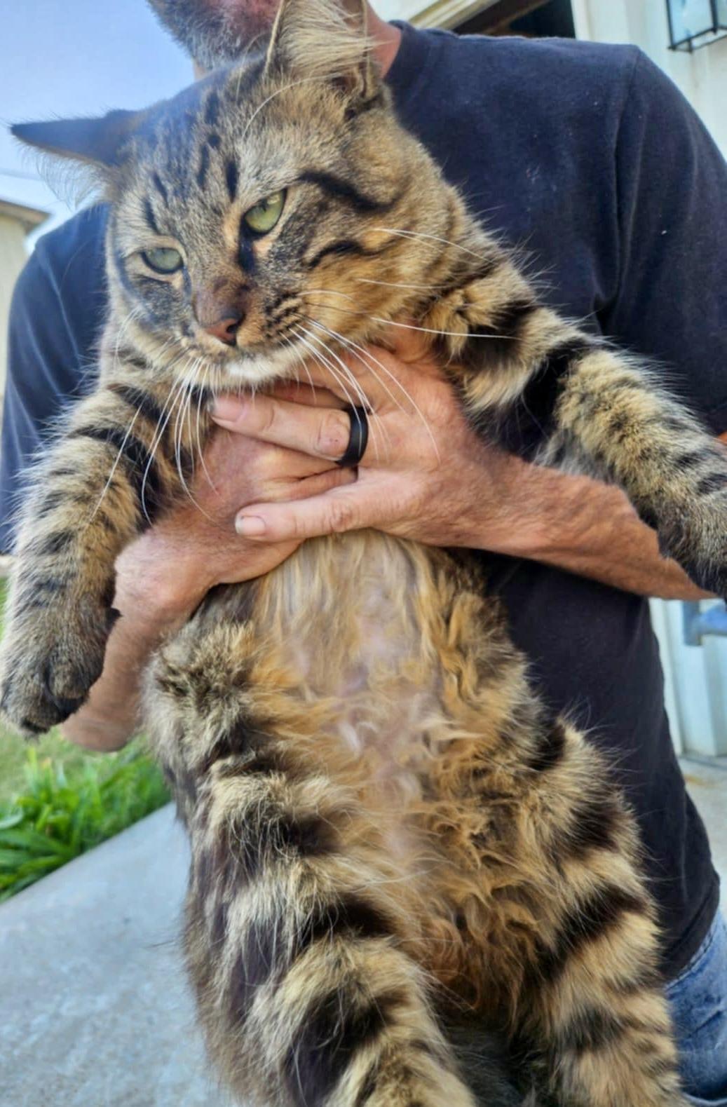 Enlarge Jinks, a Adopted mixed breed in Somerville, TX image 1/1