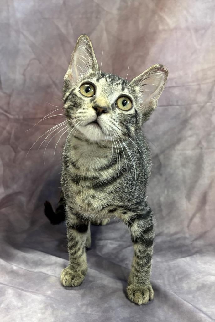 Amy, Adoptable, Kitten Female Domestic Short Hair.